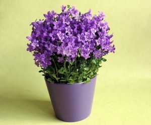 Kwiaty doniczkowe dostępne w kwiaciarniach zimą